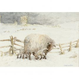 Ewe and Lamb in Snow